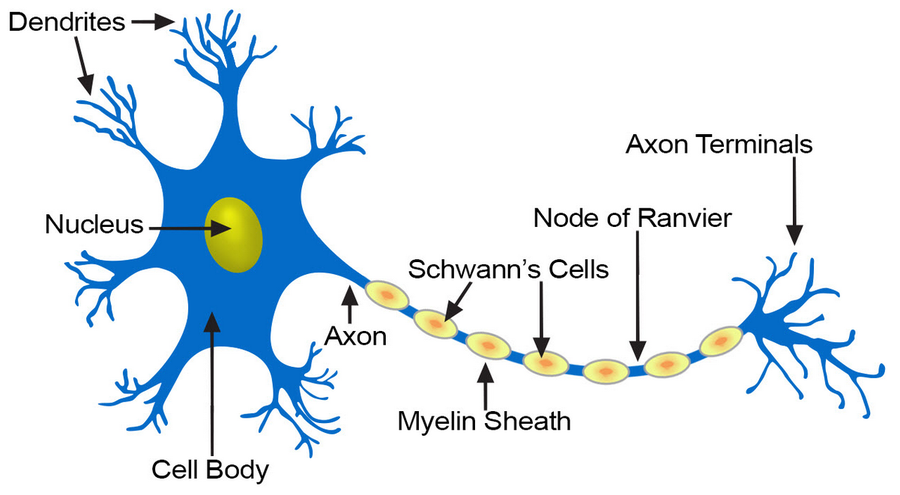 Neuron